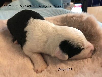 CHIOT N°7 - VITAMIN