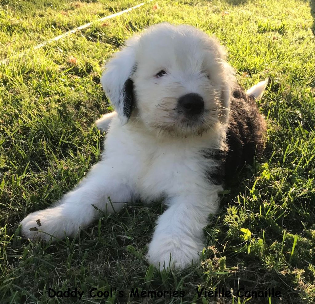 Daddy Cool's Mémories - Bobtail - Portée née le 24/06/2024