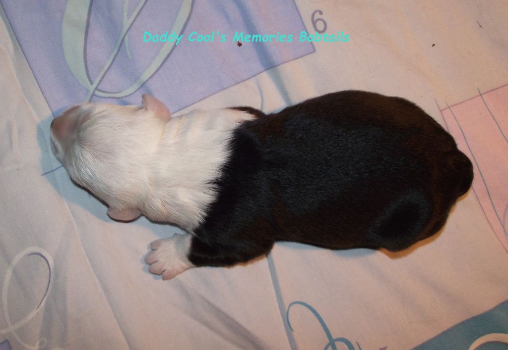 Daddy Cool's Mémories - Bobtail - Portée née le 16/10/2018